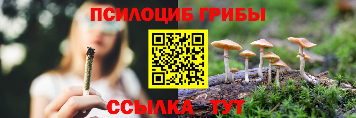 Псилоцибиновые грибы Psilocybe Находка